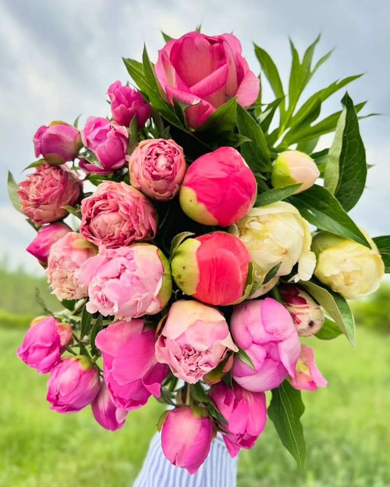 Peony