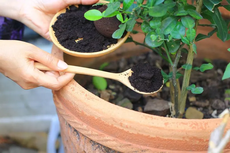 Enhancing Soil Fertility with Coffee Grounds