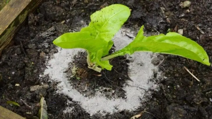 15 Pros and Cons of Using Coffee Grounds and Wood Ash in Your Garden