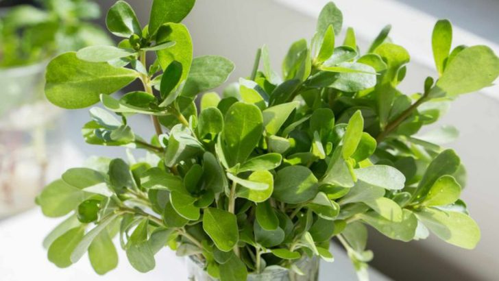 15 Reasons Purslane Isn’t Just a Weed – It’s a Health-Boosting Wonder Plant
