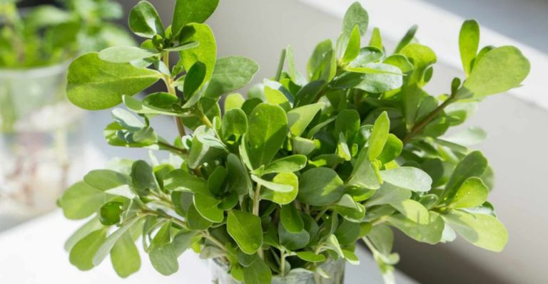 15 Reasons Purslane Isn’t Just a Weed – It’s a Health-Boosting Wonder Plant