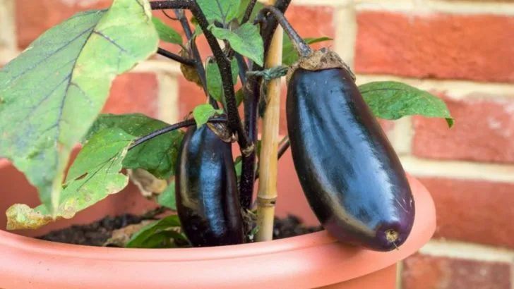 15 Smart Ways to Grow Eggplants in Pots This Season