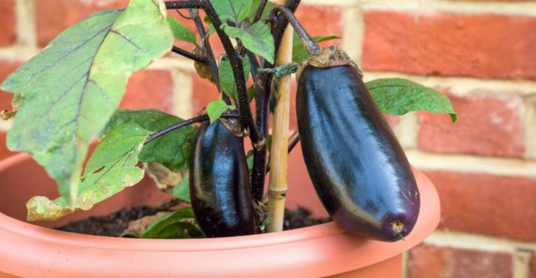 15 Smart Ways to Grow Eggplants in Pots This Season