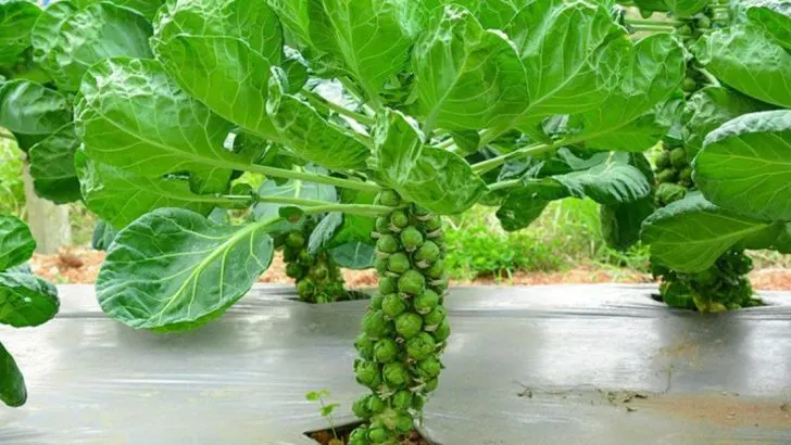 15 Things I Wish I Knew Before Growing Brussels Sprouts