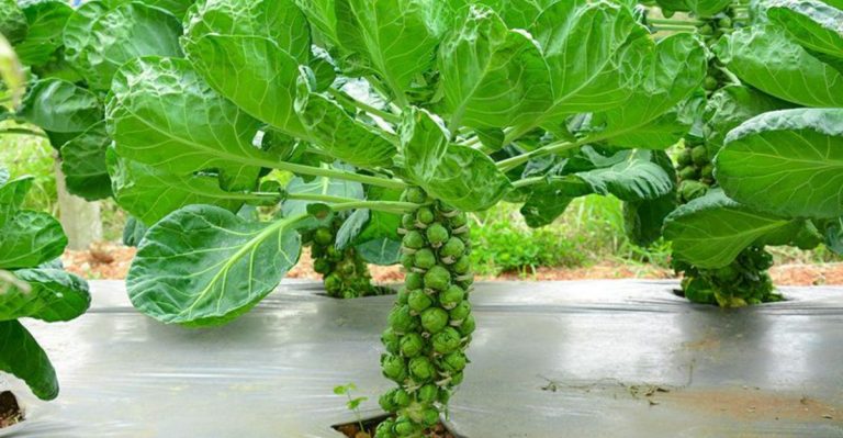 15 Things I Wish I Knew Before Growing Brussels Sprouts