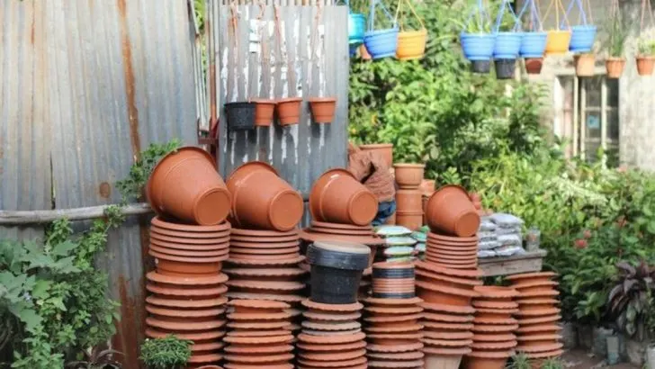 15 Tips for Growing Perfect Cabbage in Containers and Raised Beds