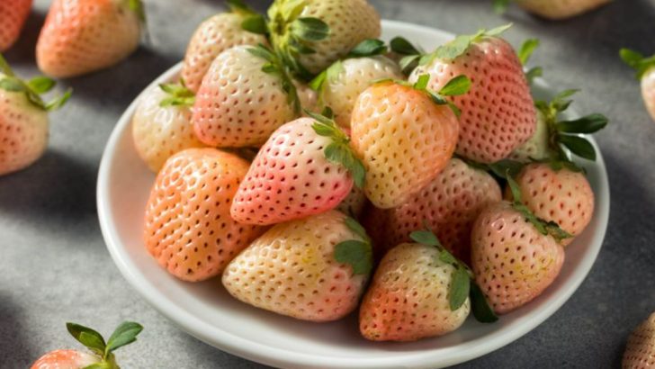 15 Tips for Growing Pineberries – The Strawberries That Taste Like Summer