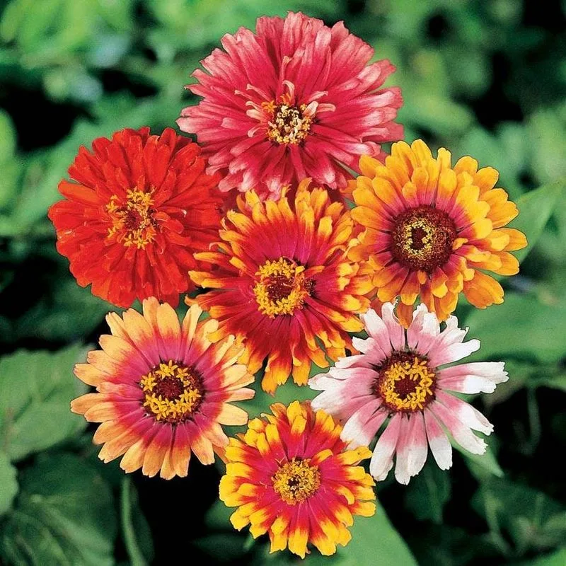 Whirligig Zinnia