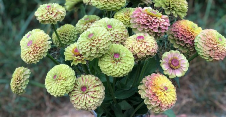 15 Unique Zinnia Types That Look Nothing Like Grocery Store Bouquets