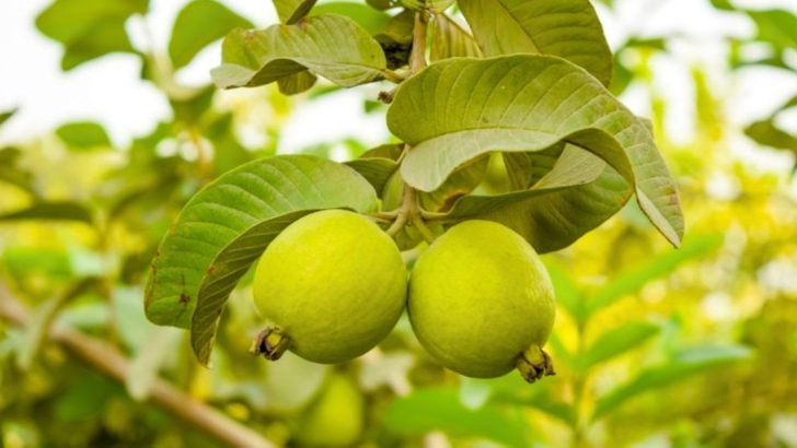 15 Ways to Grow Guava – The Superfruit With 4x More Vitamin C Than Oranges