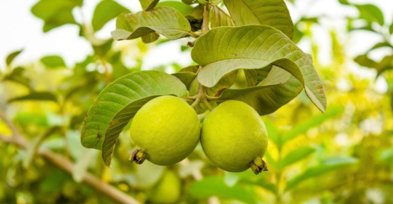 15 Ways to Grow Guava – The Superfruit With 4x More Vitamin C Than Oranges