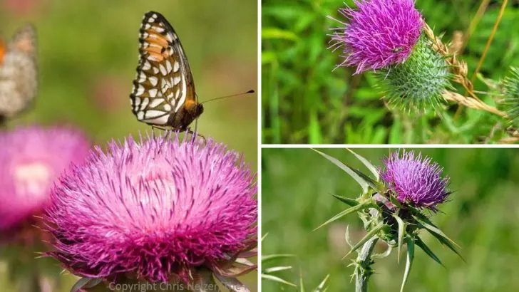 15 Benefits of Bull Thistle – Why This Prickly Plant Deserves a Spot in Your Garden