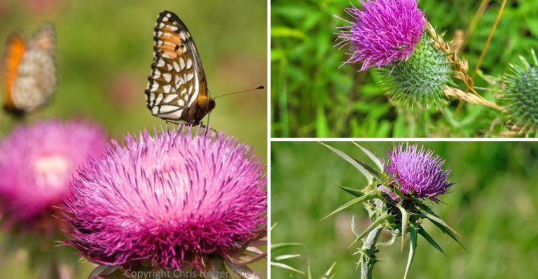 15 Benefits of Bull Thistle – Why This Prickly Plant Deserves a Spot in Your Garden