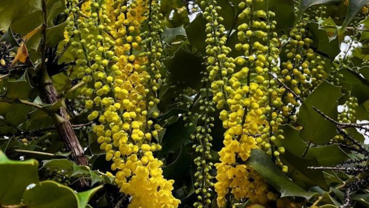 15 Evergreen Plants That Look Better in Winter Than Summer