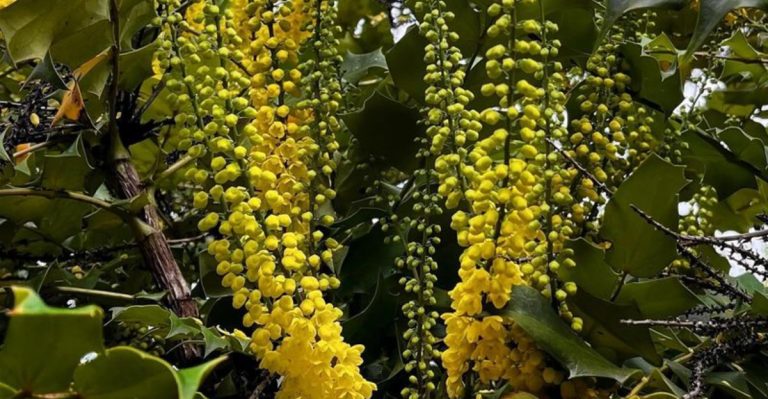 15 Evergreen Plants That Look Better in Winter Than Summer