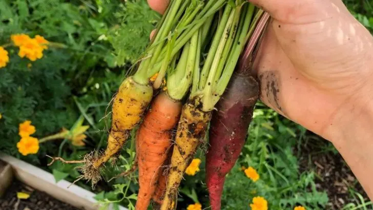 15 Fall Crops You Should Be Starting in Summer (Yes, Now)