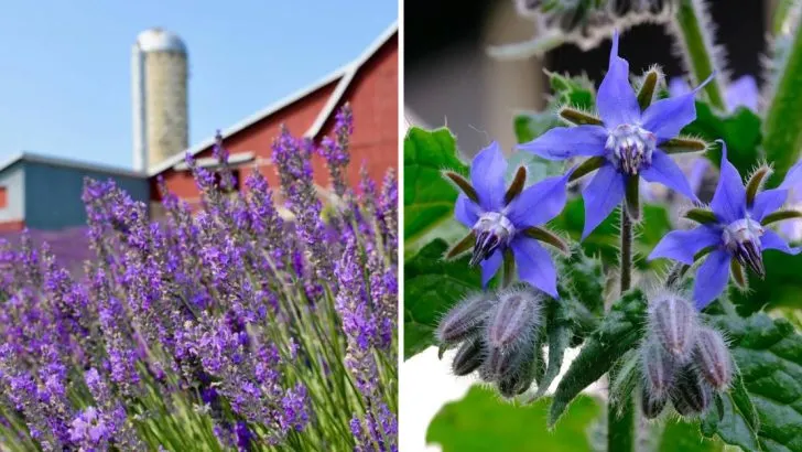15 Flowers That Attract More Bees Than Sunflowers