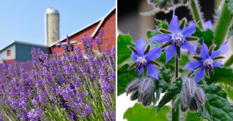 15 Flowers That Attract More Bees Than Sunflowers