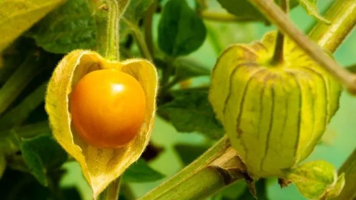15 Forgotten Vegetables Amish Still Grow You’ll Wish You Knew Sooner
