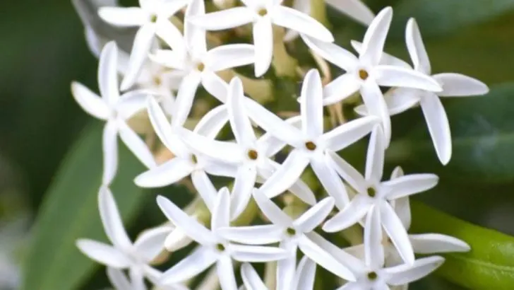 15 Garden Flowers That Smell Better After Sunset (You Just Never Noticed)