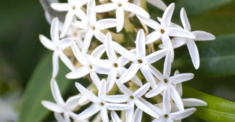 15 Garden Flowers That Smell Better After Sunset (You Just Never Noticed)