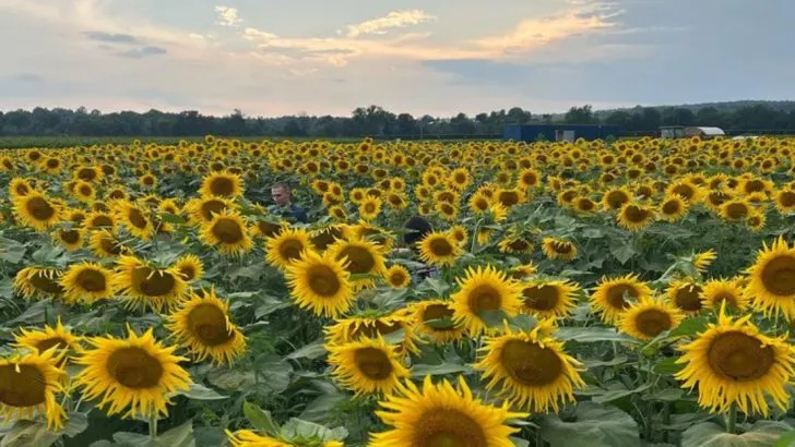 15 Garden Plants That Specifically Filter Microplastics From Soil and Water