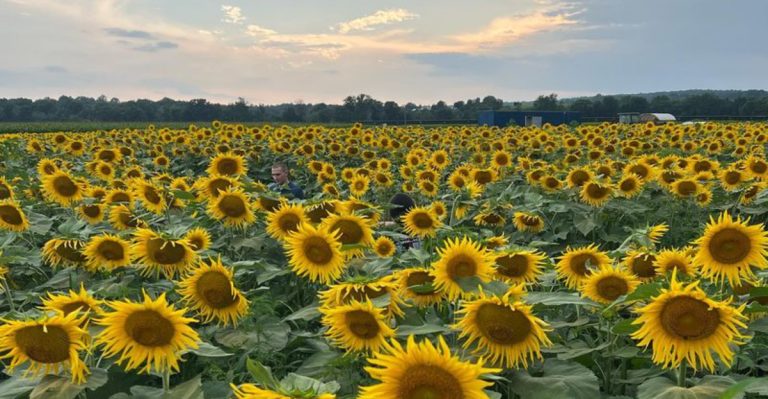 15 Garden Plants That Specifically Filter Microplastics From Soil and Water