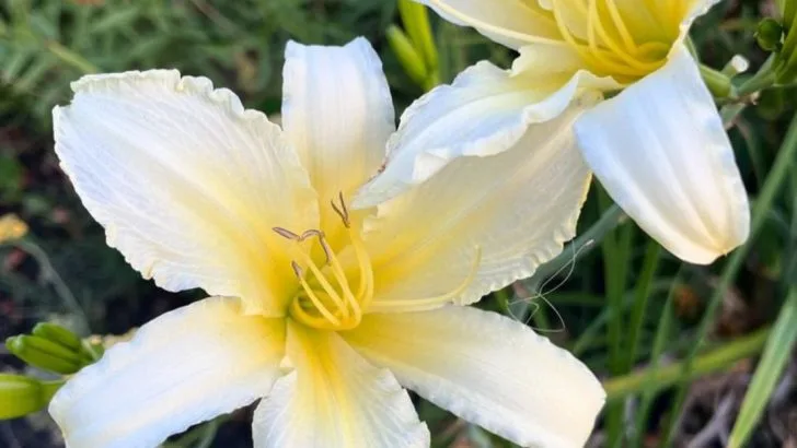 15 Perennials That Actually Look Better After Being Divided (And 5 You Should Never Split)