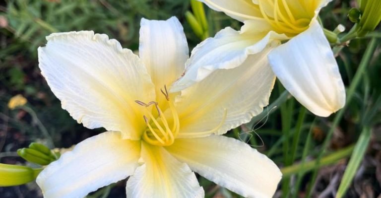 15 Perennials That Actually Look Better After Being Divided (And 5 You Should Never Split)