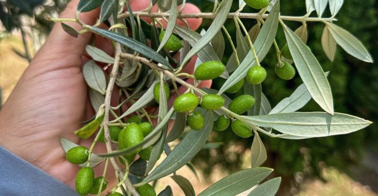 15 Plants That Actually Improve After a Drought (And 5 That Will Never Recover)