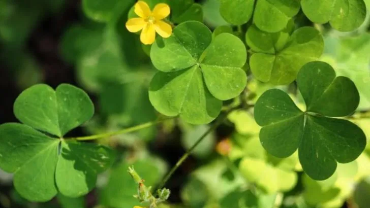 15 Plants That Tell You Exactly What’s Missing in Your Soil—No Test Needed