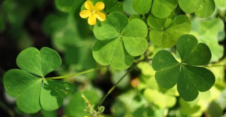 15 Plants That Tell You Exactly What’s Missing in Your Soil—No Test Needed