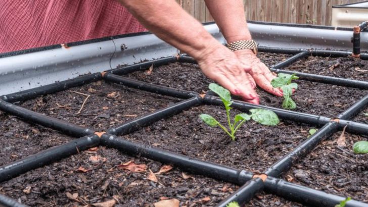 15 Reasons Most Vegetable Gardens Fail by July