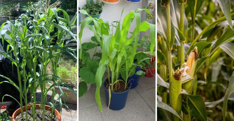15 Secrets to Growing Sweet Corn in Containers Like a Pro