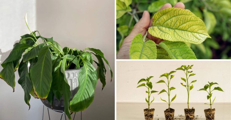 15 Signs Your New Plants Are Struggling (And How to Save Them Before It’s Too Late)