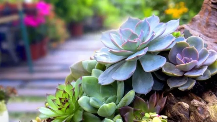 15 Stunning Alternatives to Water-Hogging Garden Features That Still Look Luxurious