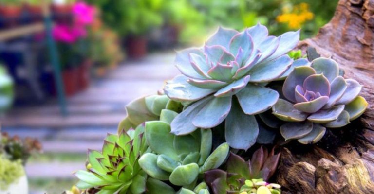 15 Stunning Alternatives to Water-Hogging Garden Features That Still Look Luxurious