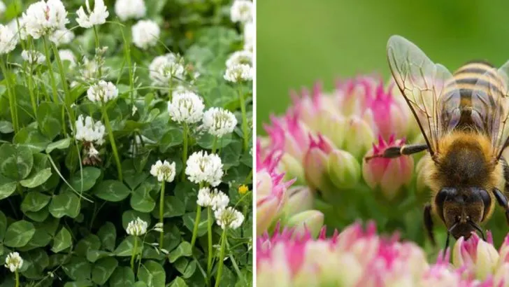 15 Things to Know About White Clover – From Lawn Cover to Natural Remedy