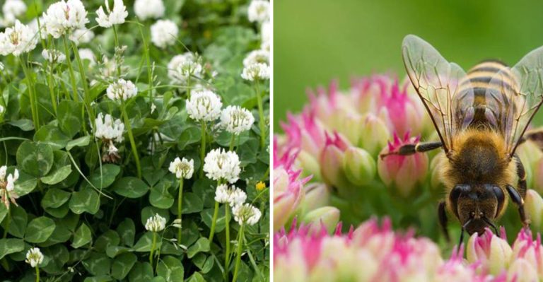 15 Things to Know About White Clover – From Lawn Cover to Natural Remedy
