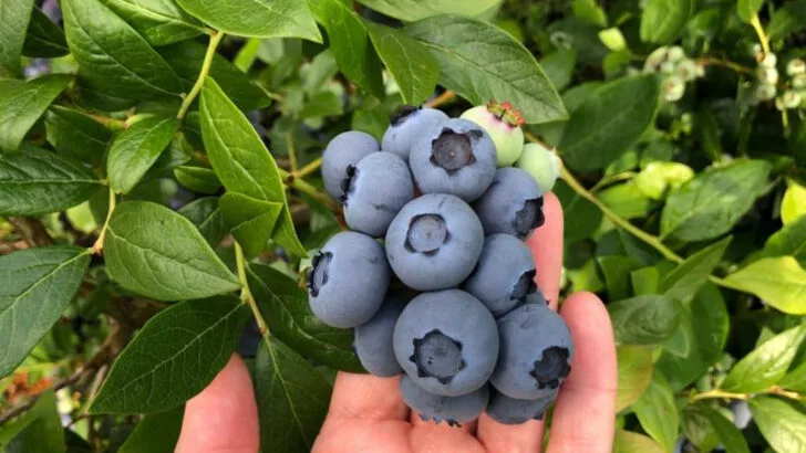 15 Times I Ignored the Gardening Label—and Got Better Results