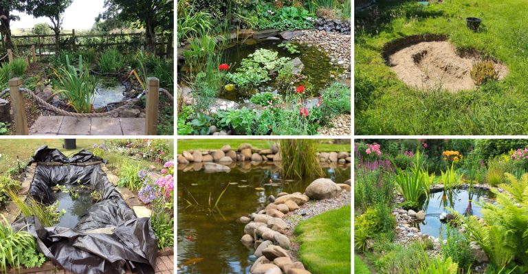 15 Tips to Create a Wildlife Pond in Your Garden or Allotment
