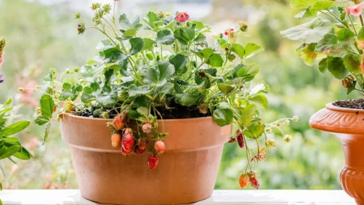 15 Tips to Grow Strawberries in Containers for Fresh Berries Anytime