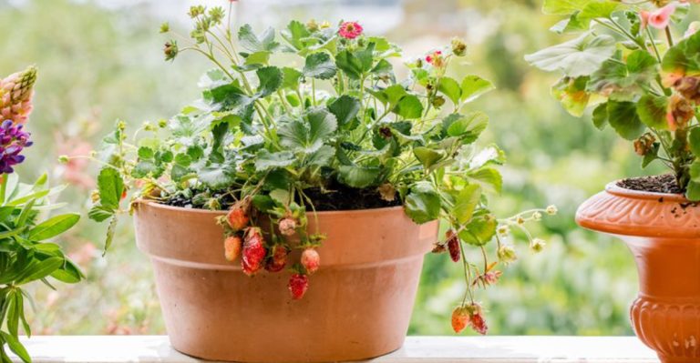 15 Tips to Grow Strawberries in Containers for Fresh Berries Anytime