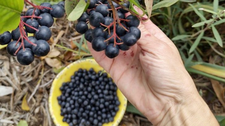 15 Underused Berries That Produce Bigger Harvests Than Blueberries (With Half The Work)