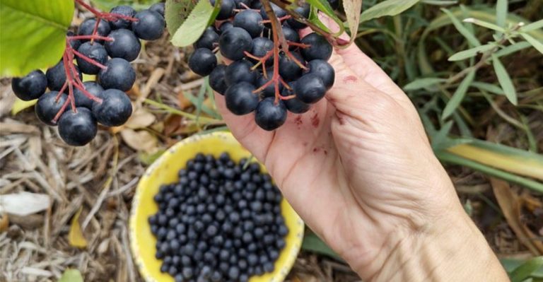 15 Underused Berries That Produce Bigger Harvests Than Blueberries (With Half The Work)
