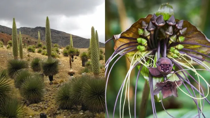 16 “Not Your Grandmother’s Garden” Plants That Break Every Traditional Gardening Rule