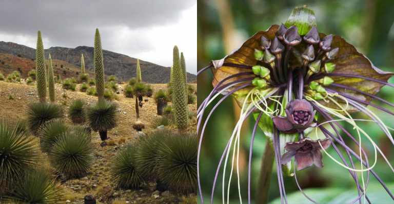16 “Not Your Grandmother’s Garden” Plants That Break Every Traditional Gardening Rule