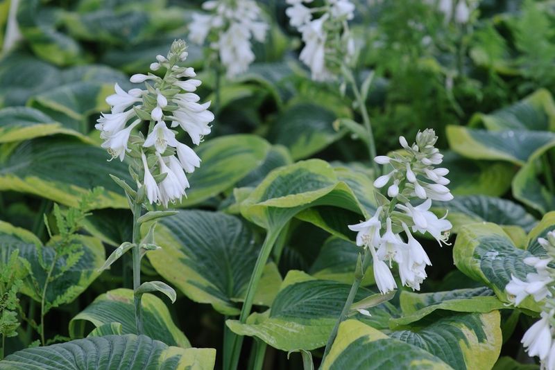 Hostas
