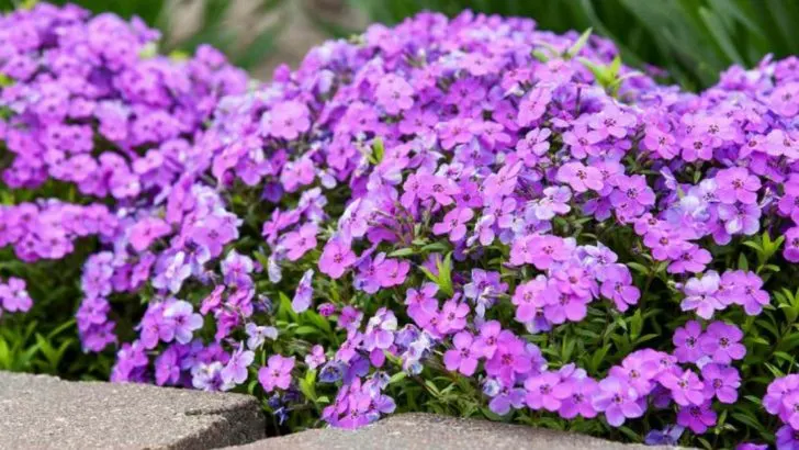 16 Late Spring Divisions That Establish Faster Than Any Other Time of Year