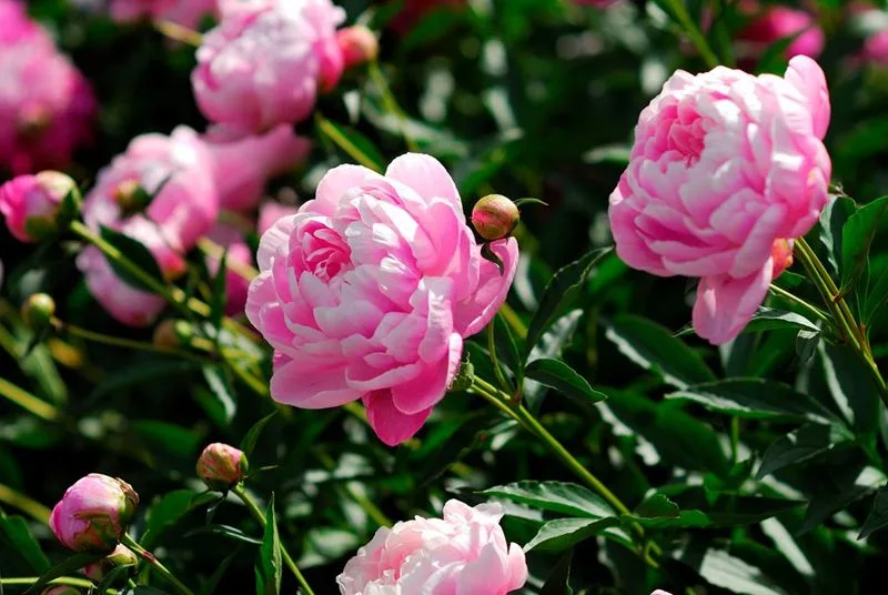 Peony